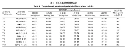半干旱区旱地春小麦新品系性状比较试验