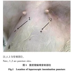 不同试验条件对绵羊冲胚效果的影响