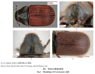 检疫性害虫深沟大小蠹入侵风险及防控措施