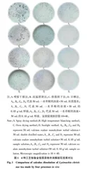 不同工艺制备金钱草茶对体外消解结石效果的影响