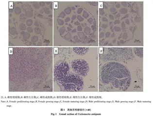 湛江沿海西施舌性腺周年变化的组织学观察