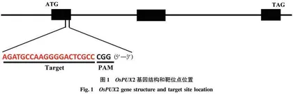 利用CRISPR/Cas9基因编辑技术创建水稻OsPUX2突变体