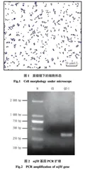 茄子叶际固氮菌的分离鉴定·培养特性及抑菌活性