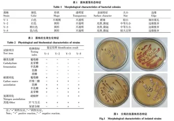 鹅源酵母菌的分离鉴定及对污水COD的降解性能