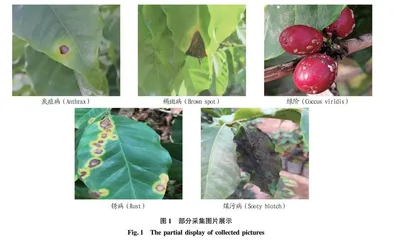 基于YOLOv5改进的咖啡叶片病虫害检测研究