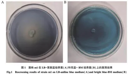 巨大芽孢杆菌应用于改善茄芯香气品质的研究