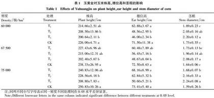 化控剂玉黄金对春玉米抗倒伏性状及产量的影响