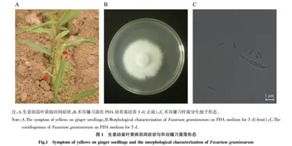 生姜枯萎病致病菌的鉴定与生物药剂筛选