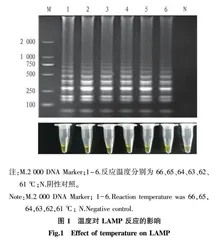 单核细胞增生李斯特菌LAMP检测方法的建立及应用