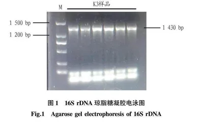 解淀粉芽孢杆菌产酶特性及其抑制禾谷镰刀菌性能研究