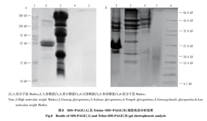 参豉糖蛋白提取工艺优化及纤溶活性研究