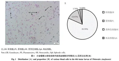 小金蝠蛾幼虫血细胞对病原真菌的免疫防御研究