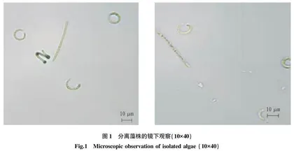 蓝细菌螺旋拟柱孢藻的抑菌活性研究