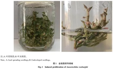 旱柳浸提物对金线莲组培苗生根的影响