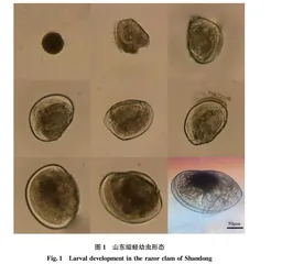 山东缢蛏人工繁育试验及高盐对幼虫生长的影响