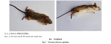 贵州省息烽县针毛鼠分布调查