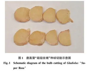 唐菖蒲不定芽组培诱导研究