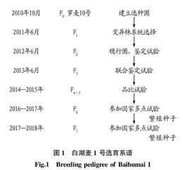 国审小麦新品种白湖麦1号选育研究