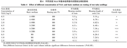 菊花珍品梨香菊离体快繁技术研究