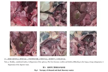 一株黄喉拟水龟致病性维氏气单胞菌的分离鉴定及药敏分析