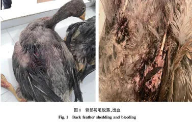 安徽六安地区1例鹅圆环病毒病PCR诊断与分析