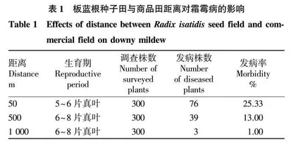 板蓝根霜霉病预测预报技术研究