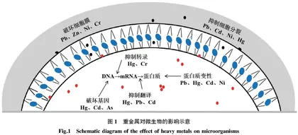 重金属污染物的微生物修复策略