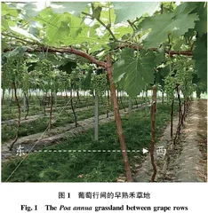 葡萄行间早熟禾生物量分布及其与土壤物理性质的关系