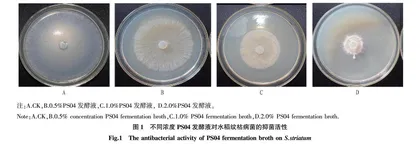 胶冻样类芽孢杆菌对水稻纹枯病病害的防治及田间测产研究