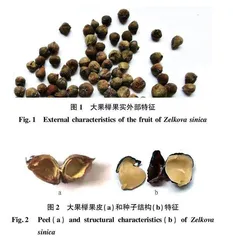 大果榉种子特征及播种繁育研究