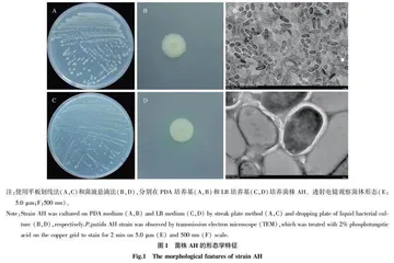拮抗水稻病原菌假单胞菌AH菌株的鉴定及全基因组序列分析