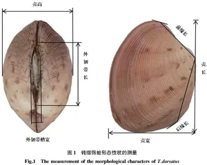北部湾海域不同地理群体钝缀锦蛤表型性状的相关分析与通径分析