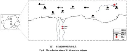 雷山髭蟾蝌蚪形态学分析