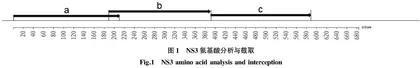 C株猪瘟病毒NS3蛋白抗原表位分析及分段表达活性检测