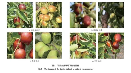 基于RetinaNet的红枣果实分类检测研究
