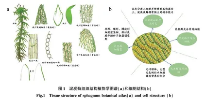 泥炭藓组成结构及基质化利用研究进展