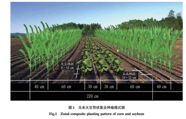 玉米大豆带状复合种植模式对粮豆经济性状的影响