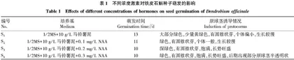 铁皮石斛种子组培繁育技术