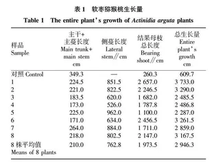 新型篱壁架软枣猕猴桃定植当年生长调查