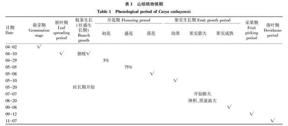 山核桃丰产生理基础研究