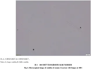 芝麻枯萎病综合防控技术研究进展