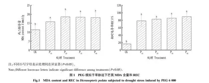 南方红壤侵蚀区芒萁对聚乙二醇6 000模拟干旱胁迫的响应
