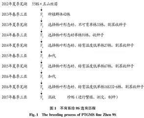 高产优质杂交中籼稻新组合珍两优17的选育及高产制种技术