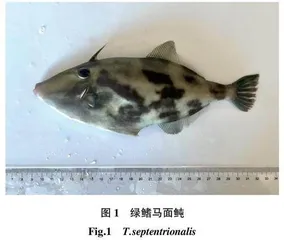 绿鳍马面鲀鱼皮特性及制革应用分析