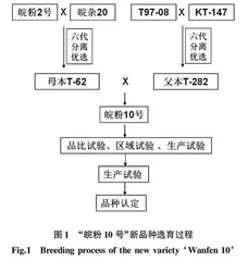 越夏番茄新品种“皖粉10号”的选育研究