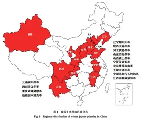 冬枣产业现状及保鲜技术研究进展
