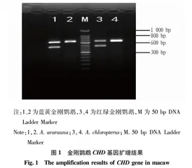 金刚鹦鹉性别的快速分子生物学鉴定