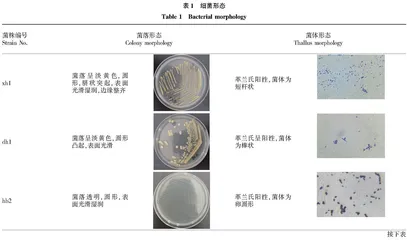 白星花金龟幼虫虫粪可培养微生物的分离鉴定及特性研究