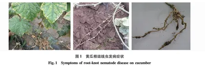 大庆温室黄瓜根结线虫病原鉴定