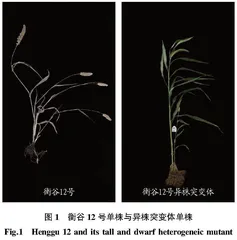 衡谷12号高矮异株突变体稳定性鉴定